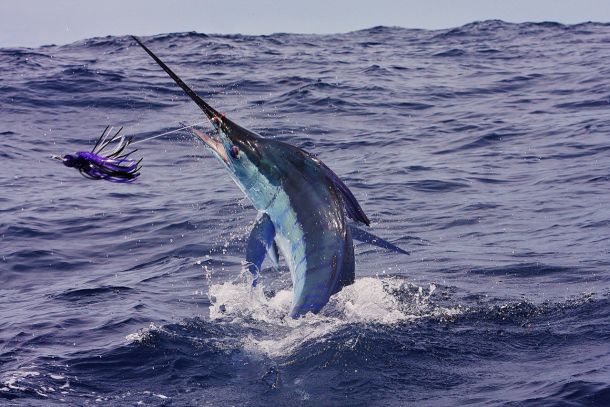 WAECO photo comp entry